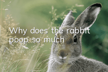 Why does the rabbit poop so much?