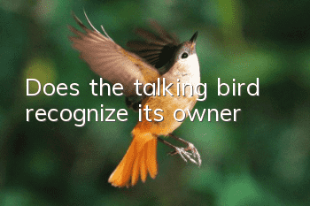 Does the talking bird recognize its owner?