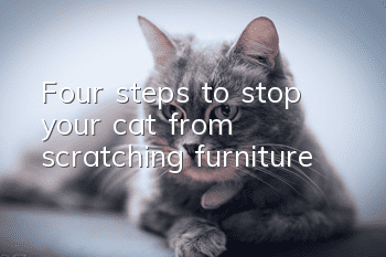 Four steps to stop your cat from scratching furniture!