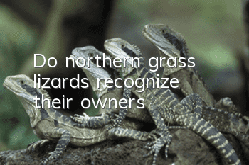 Do northern grass lizards recognize their owners?