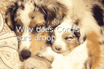 Why does Corgi's ears droop?