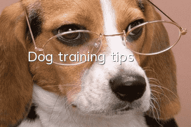 Dog training tips