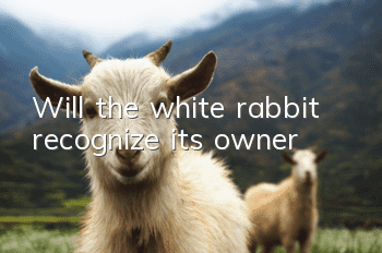 Will the white rabbit recognize its owner?