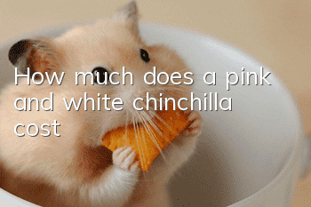 How much does a pink and white chinchilla cost?