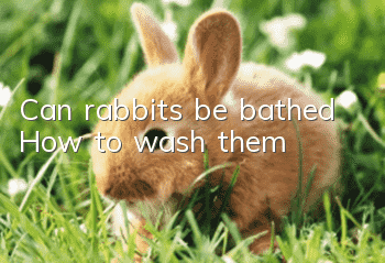 Can rabbits be bathed? How to wash them