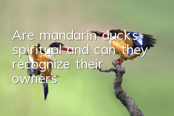 Are mandarin ducks spiritual and can they recognize their owners?