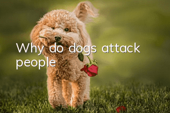 Why do dogs attack people?