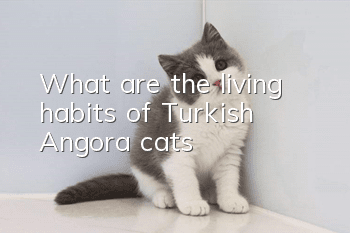 What are the living habits of Turkish Angora cats?