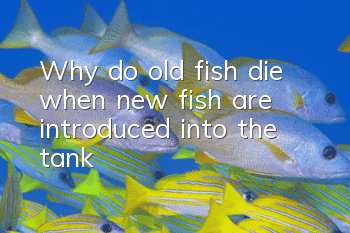 Why do old fish die when new fish are introduced into the tank?