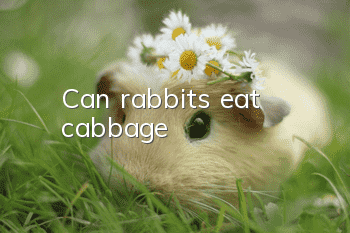 Can rabbits eat cabbage?