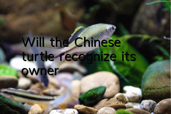 Will the Chinese turtle recognize its owner?