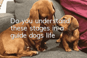 Do you understand these stages in a guide dog’s life?