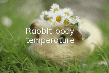 Rabbit body temperature