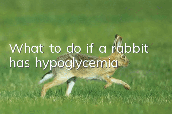 What to do if a rabbit has hypoglycemia