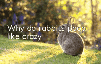 Why do rabbits poop like crazy?