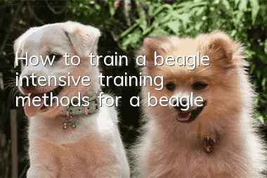 How to train a beagle, intensive training methods for a beagle!