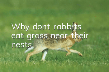 Why don’t rabbits eat grass near their nests?