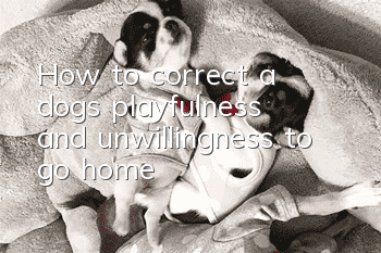 How to correct a dog’s playfulness and unwillingness to go home?