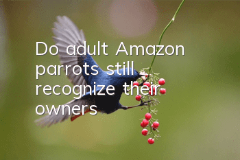 Do adult Amazon parrots still recognize their owners?