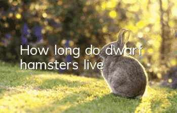 How long do dwarf hamsters live?