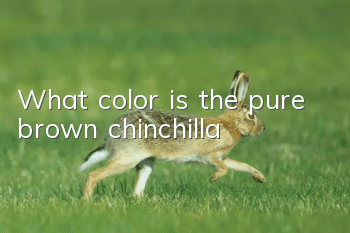 What color is the pure brown chinchilla?