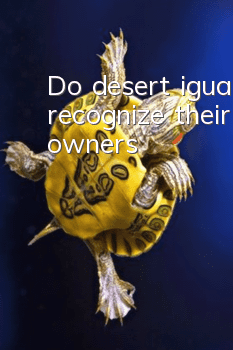 Do desert iguanas recognize their owners?