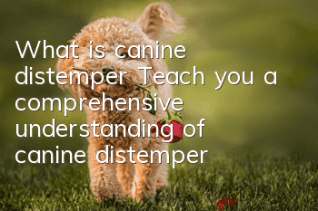 What is canine distemper? Teach you a comprehensive understanding of canine distemper!