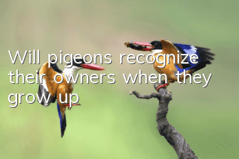 Will pigeons recognize their owners when they grow up?