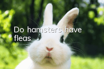 Do hamsters have fleas?