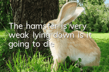 The hamster is very weak lying down, is it going to die?