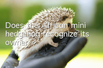 Does the African mini hedgehog recognize its owner?