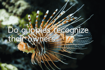 Do guppies recognize their owners?