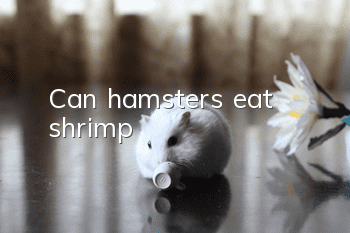 Can hamsters eat shrimp?