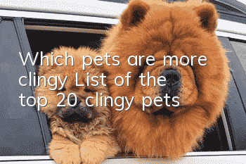 Which pets are more clingy? List of the top 20 clingy pets!