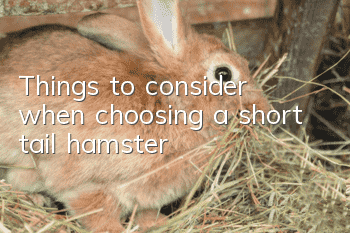 Things to consider when choosing a short tail hamster