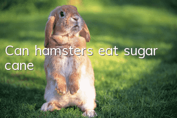 Can hamsters eat sugar cane?