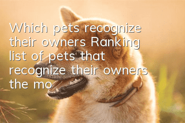 Which pets recognize their owners? Ranking list of pets that recognize their owners the most