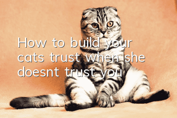 How to build your cat’s trust when she doesn’t trust you