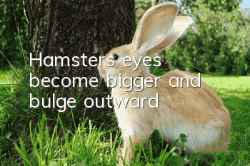 Hamster's eyes become bigger and bulge outward