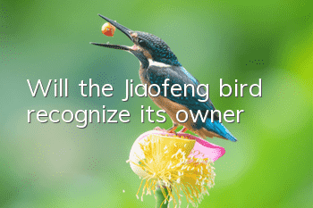 Will the Jiaofeng bird recognize its owner?