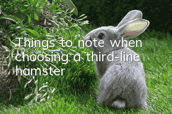 Things to note when choosing a third-line hamster