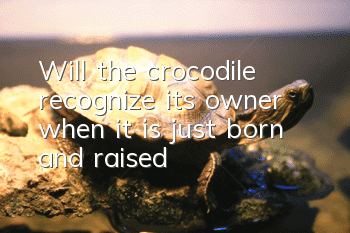 Will the crocodile recognize its owner when it is just born and raised?