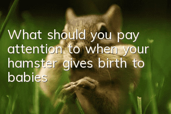 What should you pay attention to when your hamster gives birth to babies?