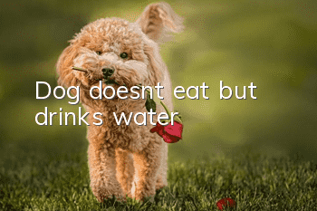 Dog doesn’t eat but drinks water