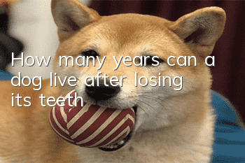 How many years can a dog live after losing its teeth?