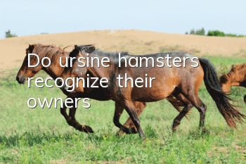 Do ursine hamsters recognize their owners?