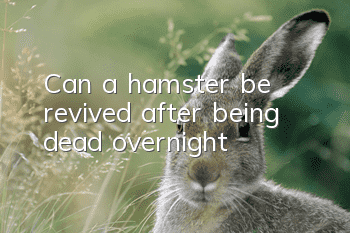 Can a hamster be revived after being dead overnight?