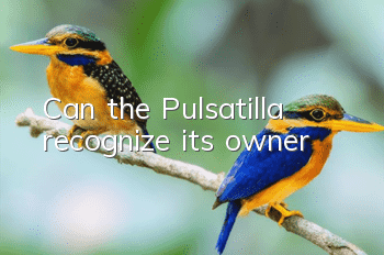 Can the Pulsatilla recognize its owner?