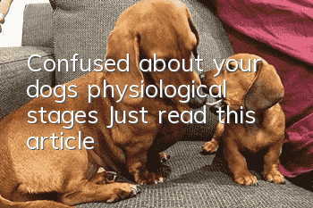 Confused about your dog’s physiological stages? Just read this article!