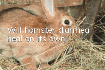 Will hamster diarrhea heal on its own?